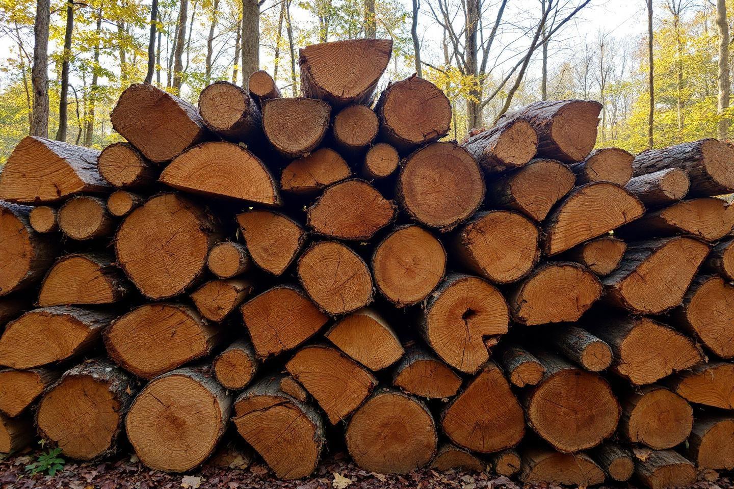 Bois de frêne : le guide complet pour un chauffage performant