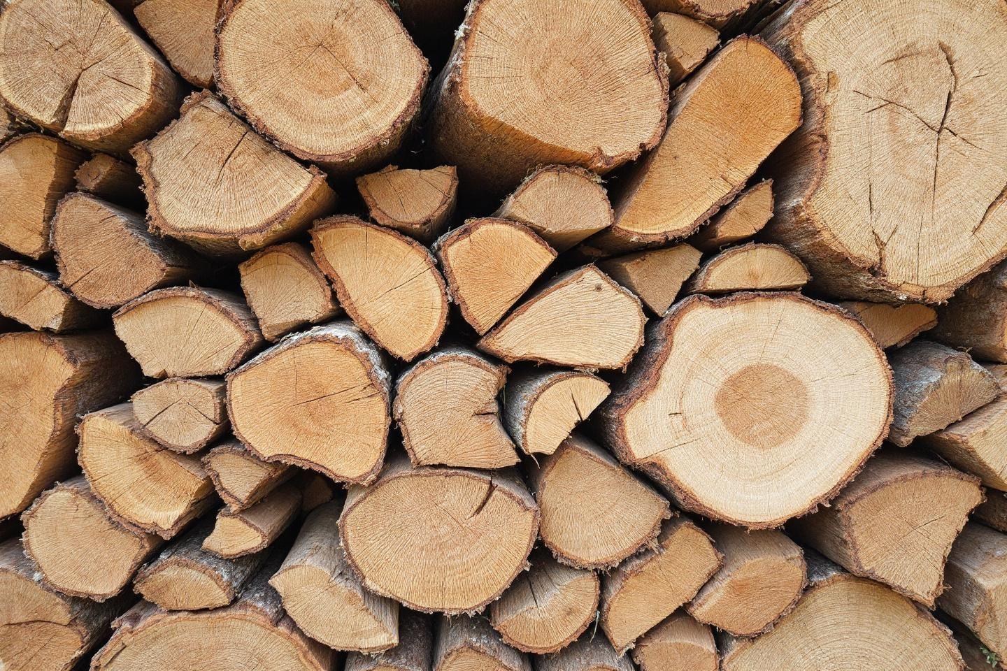 Quand couper son bois de chauffage : le guide complet