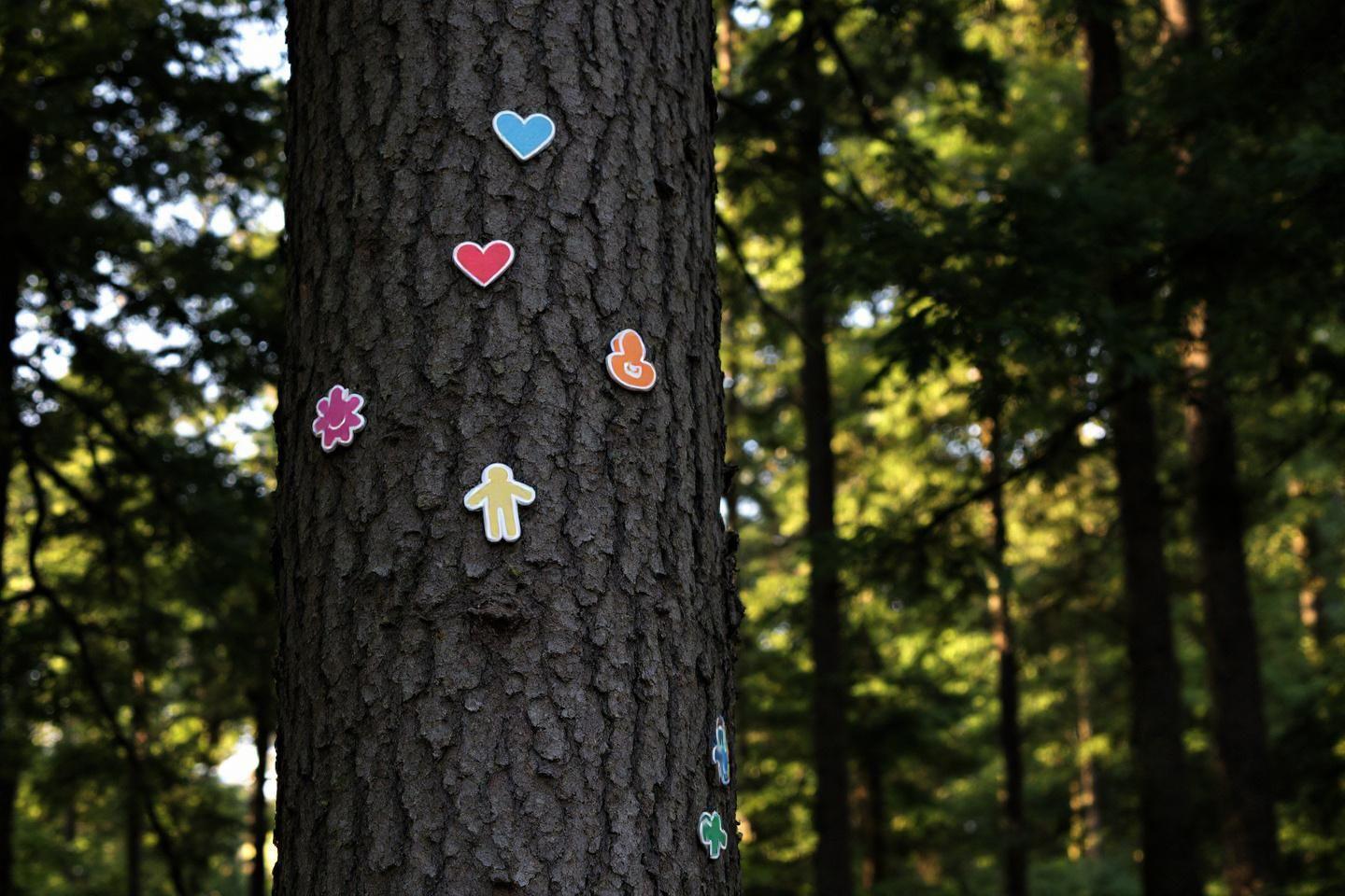Signification des marques sur les arbres en forêt