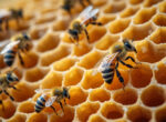découvrez la construction minutieuse du nid d’abeilles et explorez l’organisation fascinante de ces architectes de la nature.
