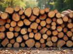 achetez du bois de chauffage en vrac 100 % châtaignier, bûches de 50 cm, au prix avantageux de 73€ le stère. parfait pour un chauffage naturel et efficace.