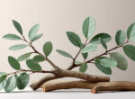 découvrez nos branches rondes en bois d'eucalyptus de diamètre 25 à 32 mm, disponibles en longueurs de 110 à 450 cm, idéales pour vos projets de décoration et bricolage.